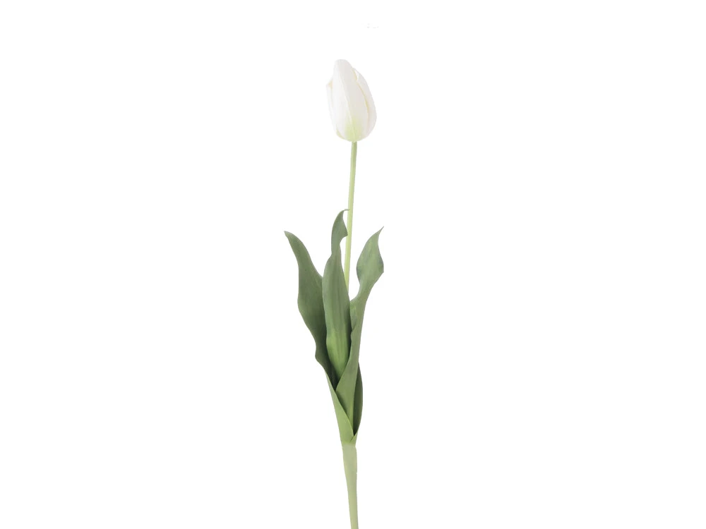 Tulip Stem, White 1 Tulip Stem, White