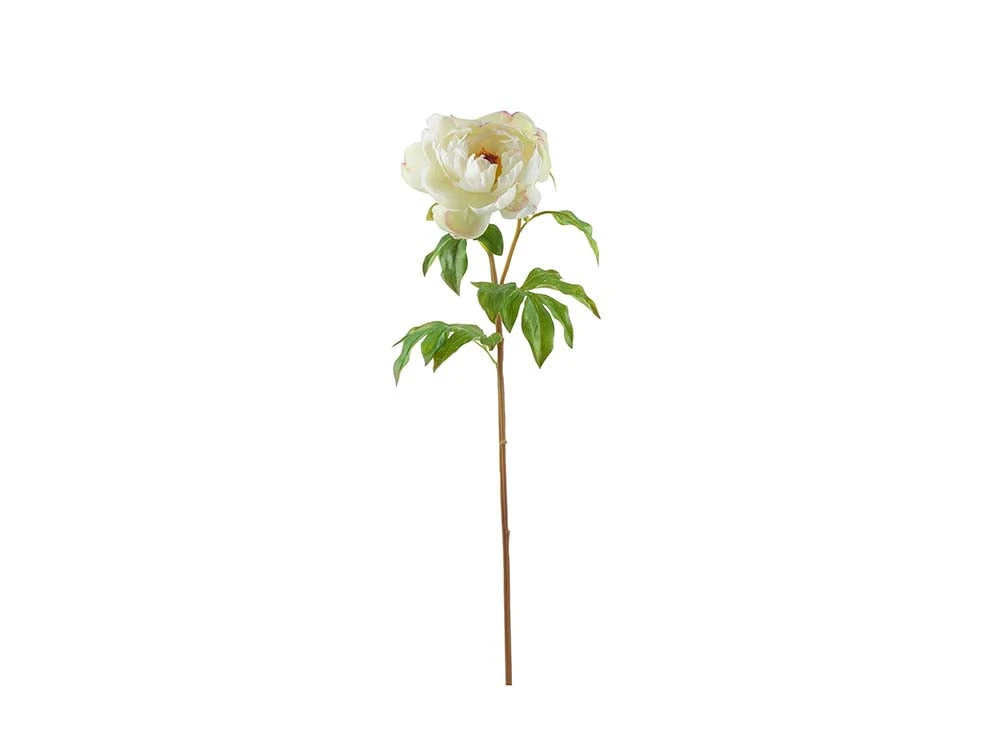 Peony Stem, White Fresh Touch 1 Peony Stem, White Fresh Touch