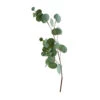 Seeded Eucalyptus Stem