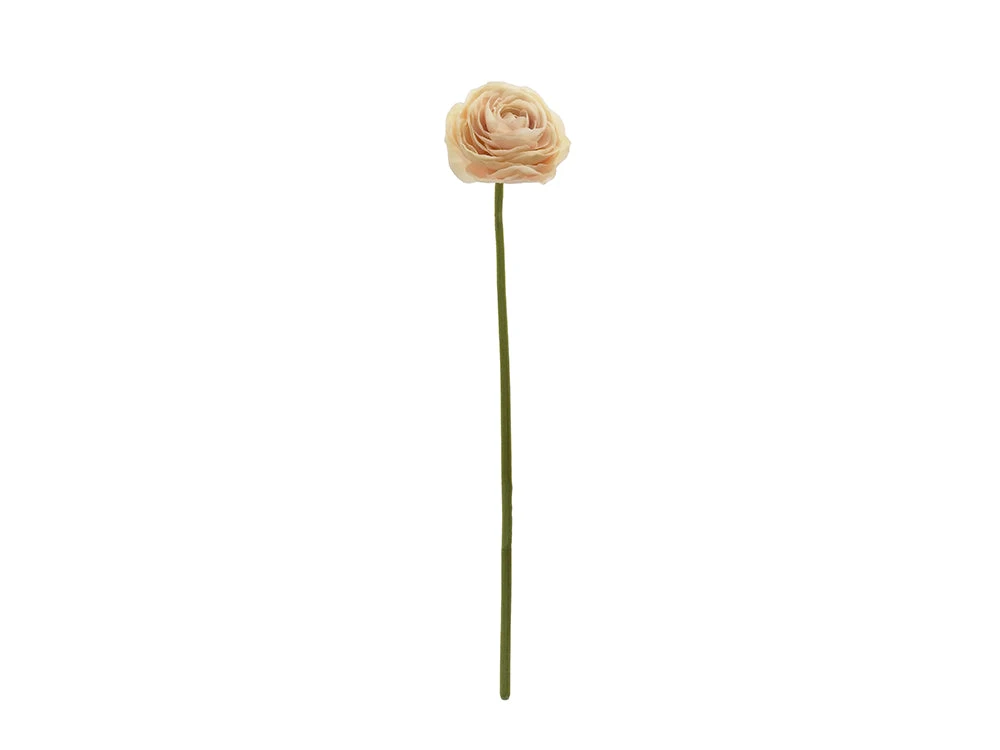 Ranunculus Stem, Nude 1 Ranunculus Stem, Nude